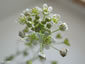 春の七草 「ナズナ・薺」（ペンペングサ・シャミセングサ）の花