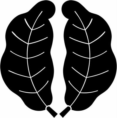 変わり光琳抱き柏