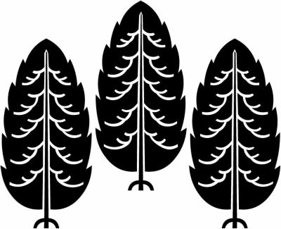 三本杉（１）・三つ盛り杉