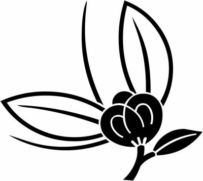 変わり茶の実蝶