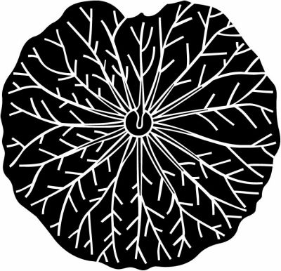 真向き蓮の葉・向こう蓮の葉