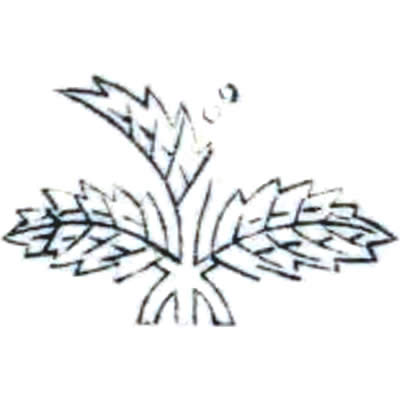 市の橋柊・市橋柊・柊に打ち豆