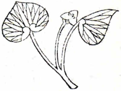 二葉葵・花付き二葉葵（２）