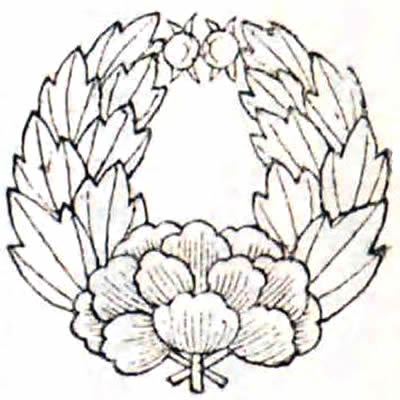 杏葉牡丹（２）