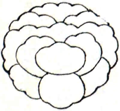 落ち牡丹（３）