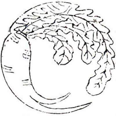 大根の丸（３）