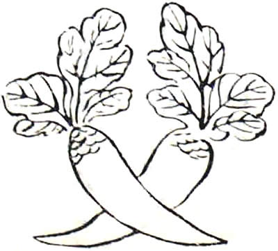 違い大根（２）