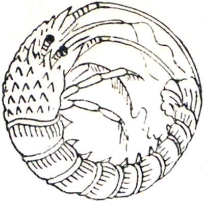 海老の丸（７）