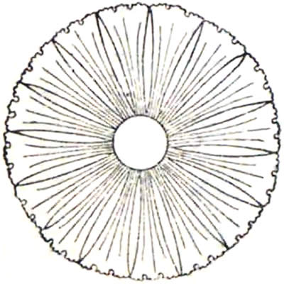十六銀杏（２）