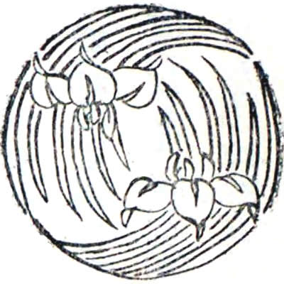 追い杜若・違い杜若