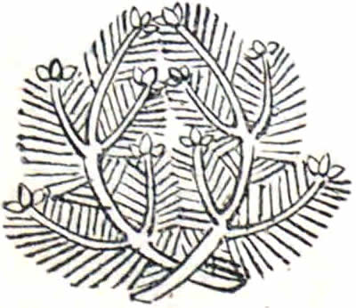 抱き若松（２）