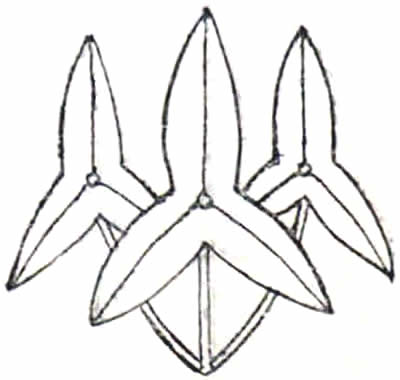 三本沢瀉（３）