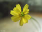 春の七草で「ホトケノザ・仏の座」とされる「コオニタビラコ」の花。キク科